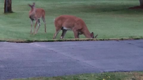 Young whitetail buck and doe