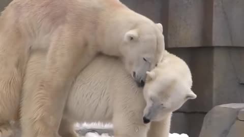 Funny Animal Meeting Beers