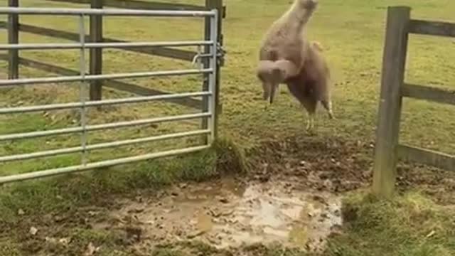 Lamas Jump Over Water