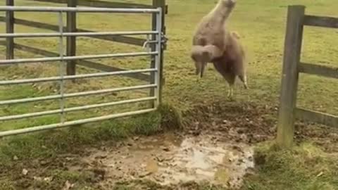 Lamas Jump Over Water