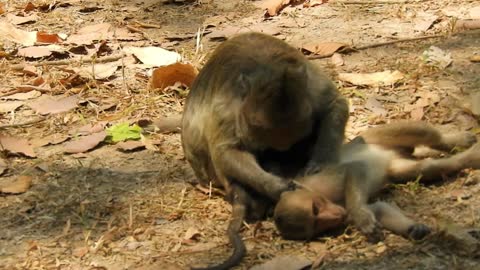 Funny animals# baby monkey paying #104# love animals.