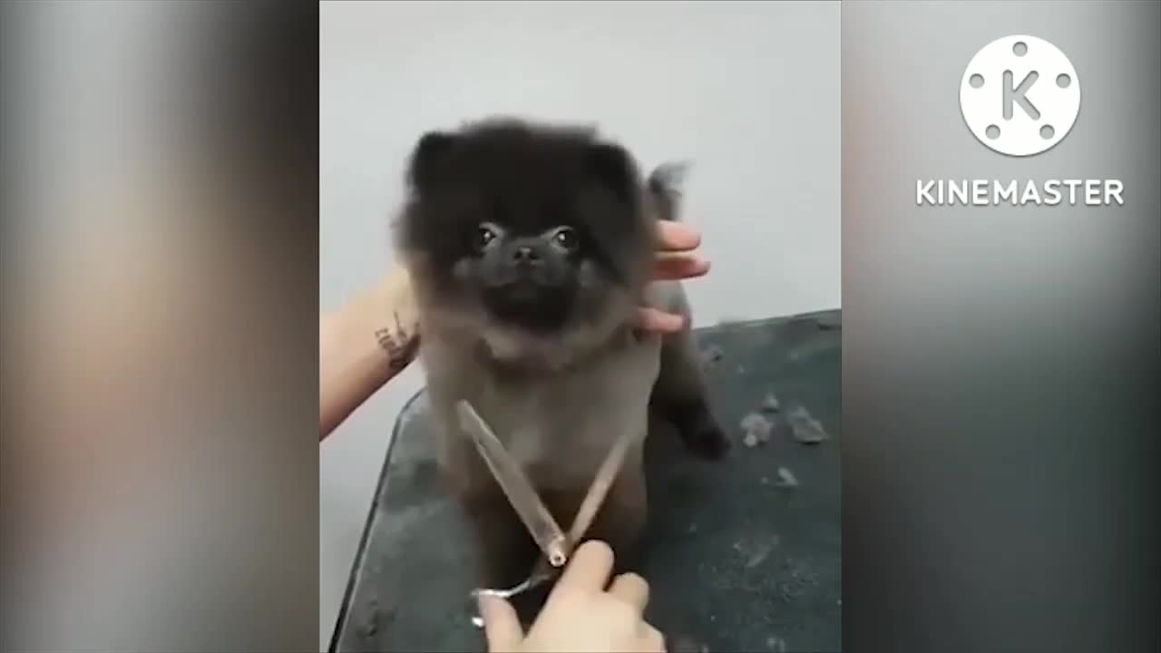 Cute dog dancing a song 😍 very nice