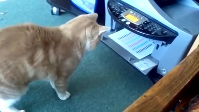 collection videos