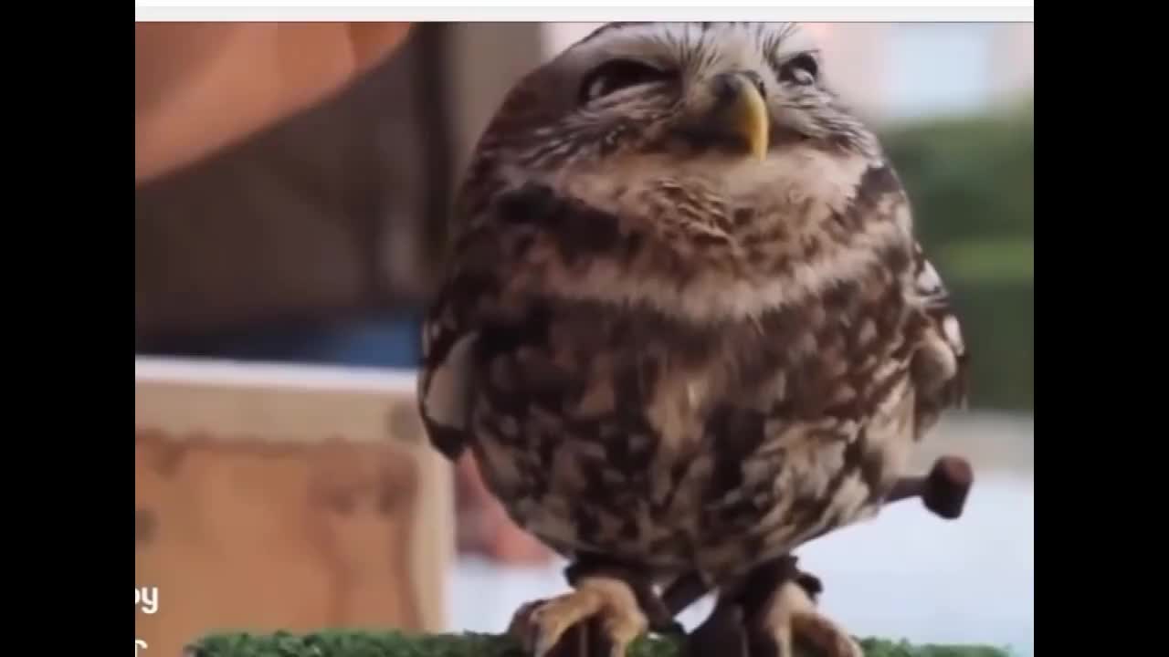 Adorable owl ever - top adorable animals