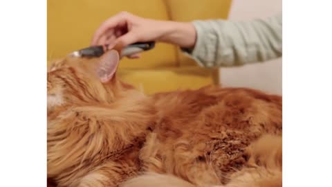 A collection of cute and beautiful cat videos