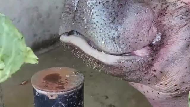 The breeder annoys the cute hippo