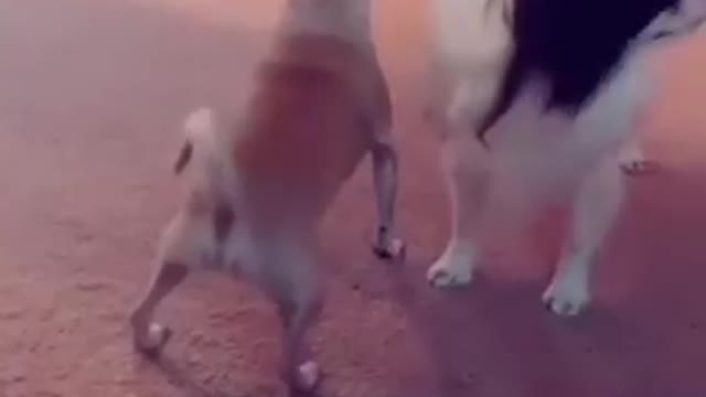 Funny funny dog