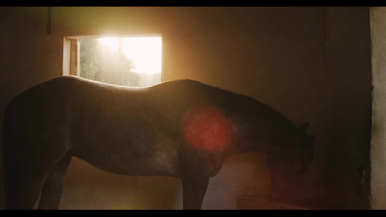 Dressage Horse eating inside a stable