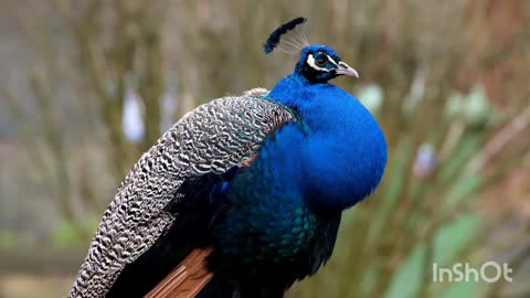 Beautiful peacock