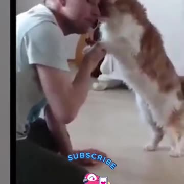 cute family of cats #cats || very funny cats videos