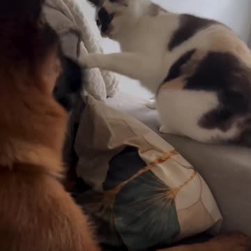 Cat wrote checks her body couldn’t cash 🤣😂🤣