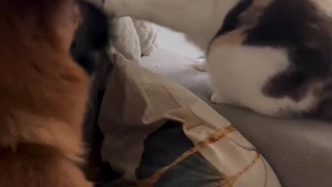 Cat wrote checks her body couldn’t cash 🤣😂🤣