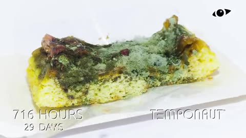Fruit Cake Creating Life Timelapse