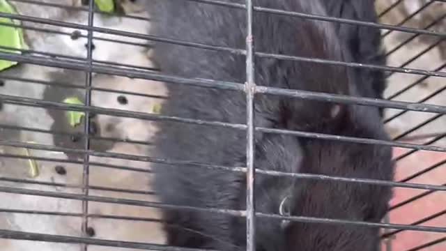 Very cute kittens and animals