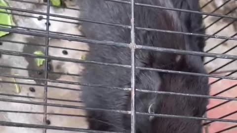 Very cute kittens and animals