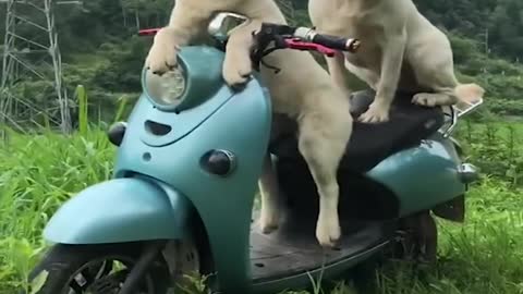 Funny Dog Videos 2020