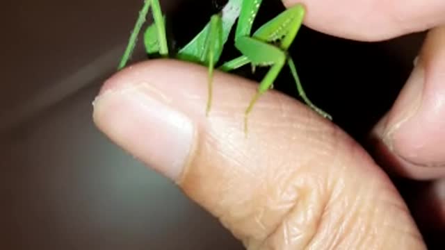 he is on my hand