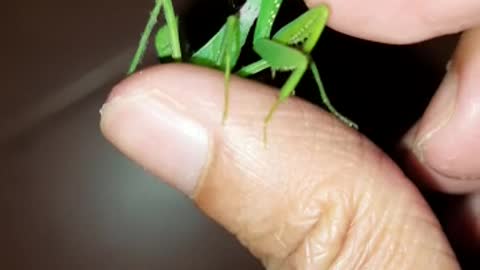 he is on my hand