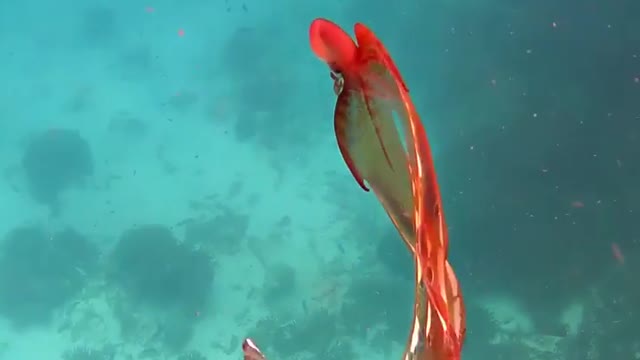 Strange red animal in the deep ocean