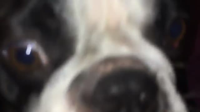 Girl pets black and white bulldog and it throws up on bed