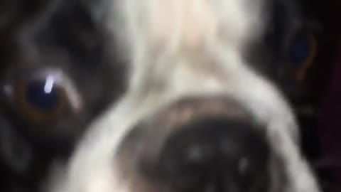 Girl pets black and white bulldog and it throws up on bed