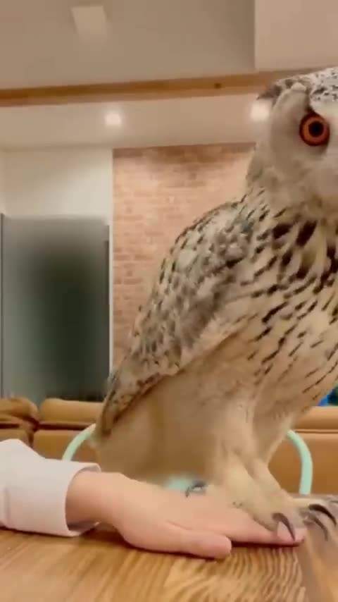Best Funny Animal Videos of the year (2023), funniest animals ever. relax with cute animals video