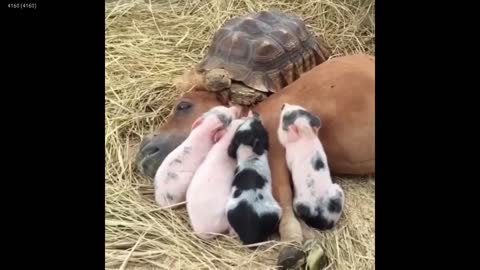 Adorable creatures Videos Compilation of World: Charming snapshot of the creatures on earth.