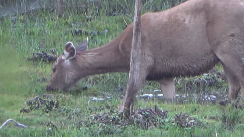 Sambar After the Drought.