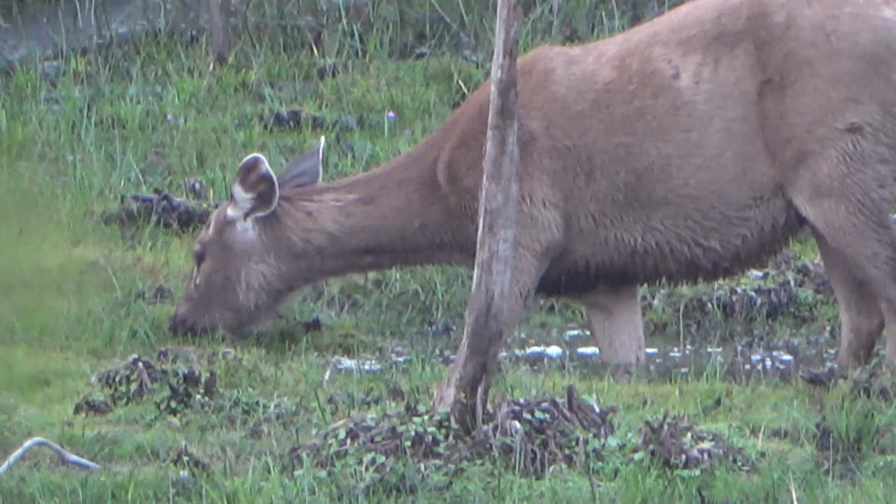 Sambar After the Drought.