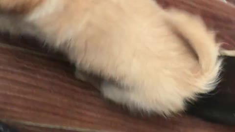 New puppy meets our other dogs