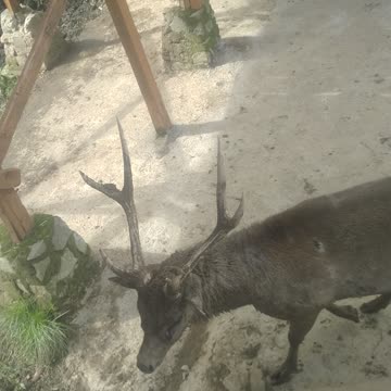 The deer fight in zoo