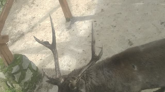 The deer fight in zoo