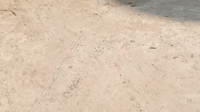 A crow with their food