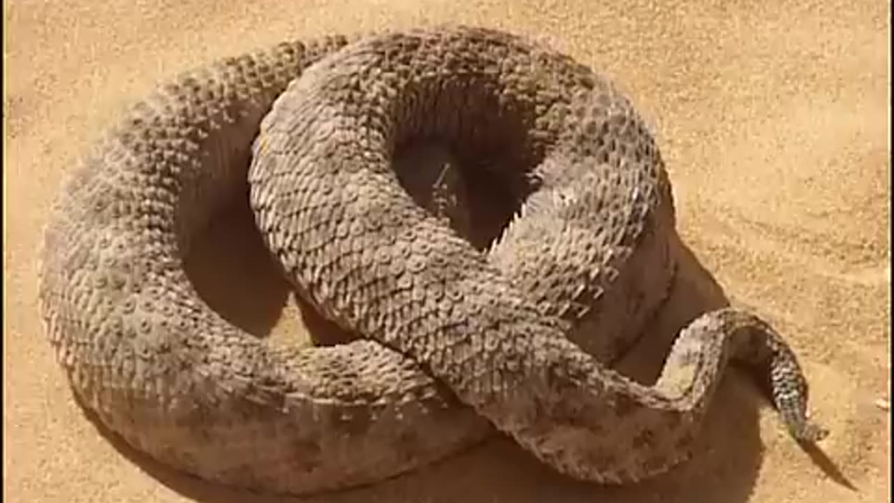 Sand Cat VS Desert Snake