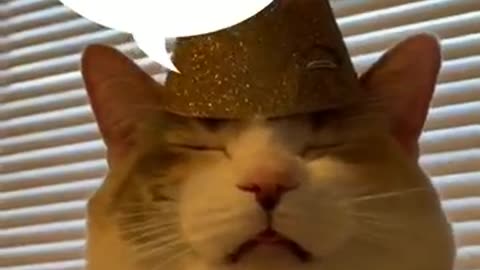 Funniest Animal Videos