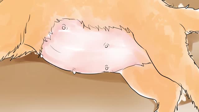 How to help when your cat is near birth
