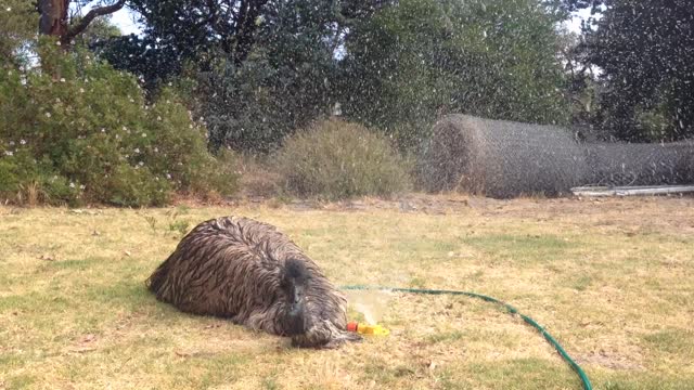 Playful Emu Loves To Play Under The Lawn Sprinklers