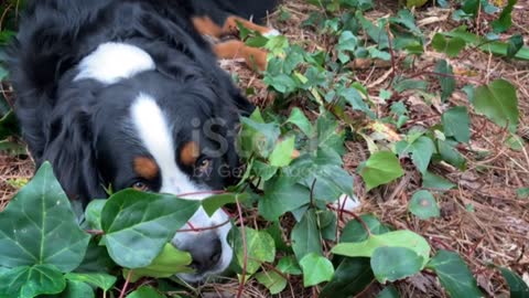 Adopting street dog puppy.help street llrottweller dog.