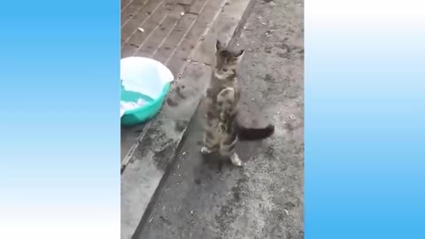 The Most funny dog video and cute dog very funny moment