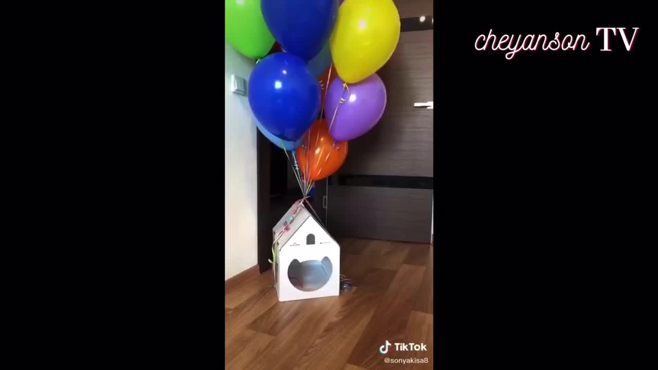 Cute Cat using Phone