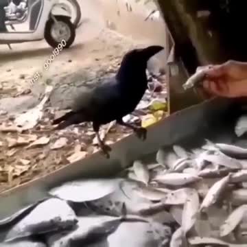 What kind of funny bird is this😱