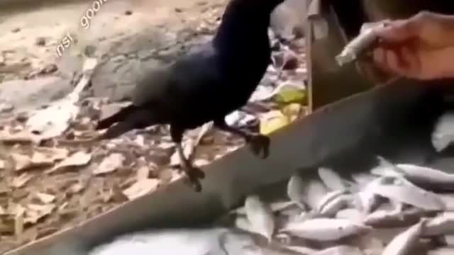 What kind of funny bird is this😱