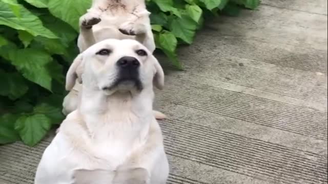 Funniest & Cutest Labrador Puppies #2 - Funny Puppy Videos 2020