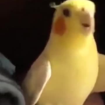 Cocktail bird mimics sounds in an amazing way