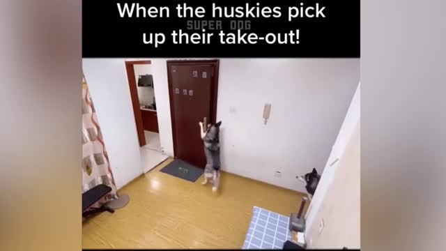 🐶🐱 Funny Cat Reaction Videos - Try Not To Laugh 🤣 Super Dog part 2