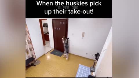 🐶🐱 Funny Cat Reaction Videos - Try Not To Laugh 🤣 Super Dog part 2