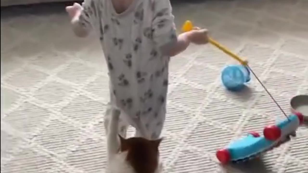Funny animals video cats and dogs