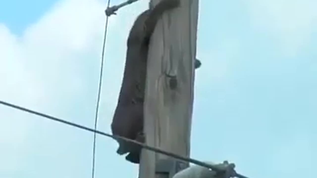 Leopard On The Electric Pole #shorts #viral #shortsvideo #video