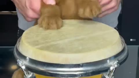 PUPPY DRUMS