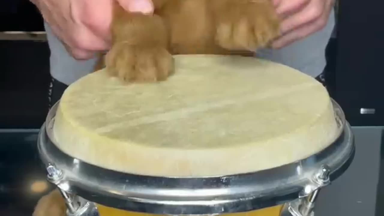 PUPPY DRUMS